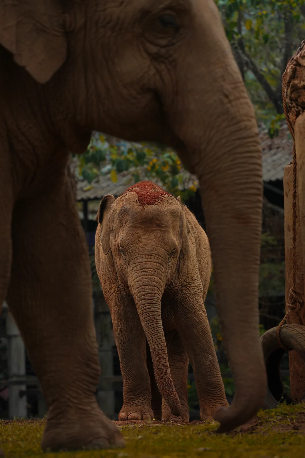 Elephant Nature Park