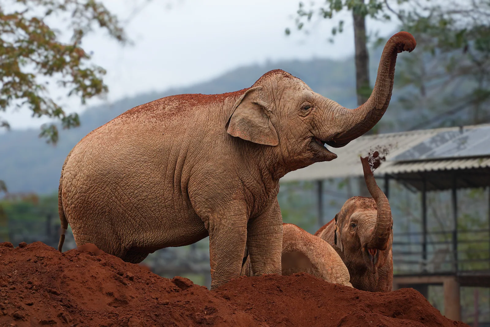 Elephant Nature Park
