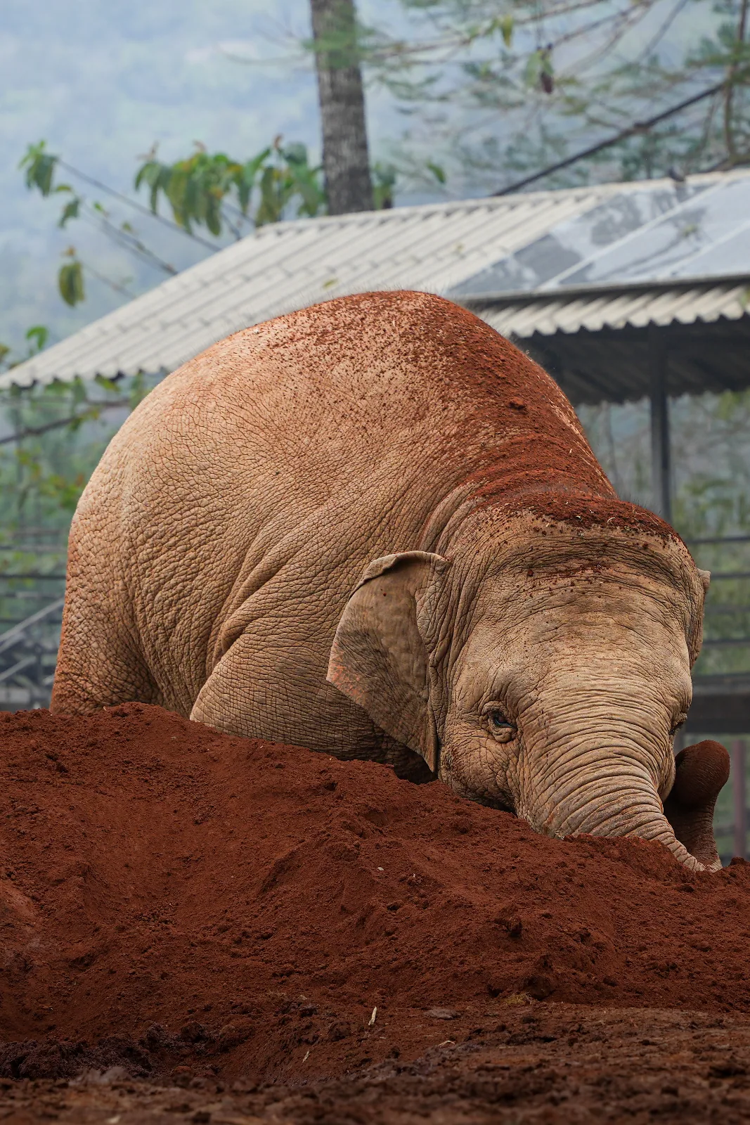 Elephant Nature Park