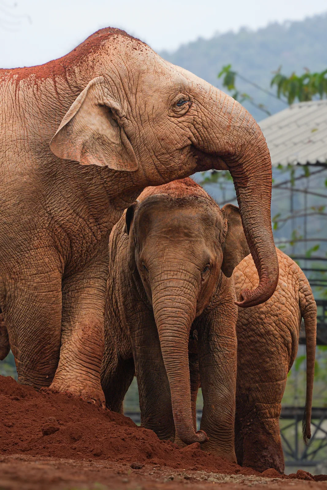 Elephant Nature Park