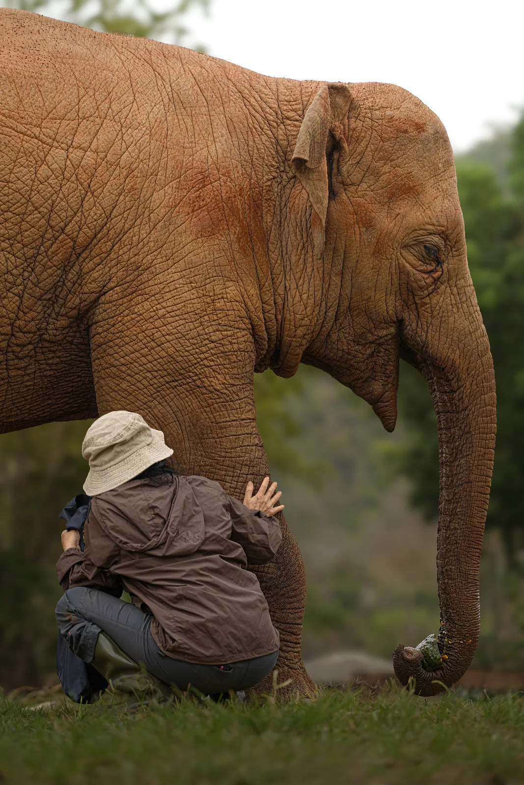 Elephant Nature Park