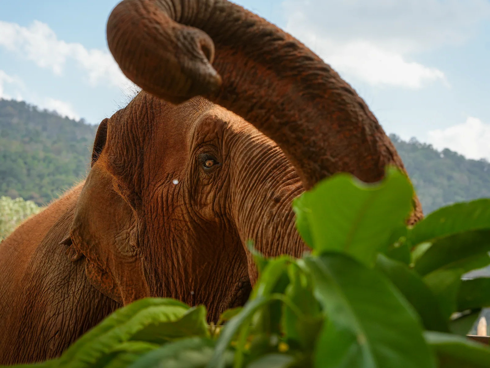 Elephant Nature Park
