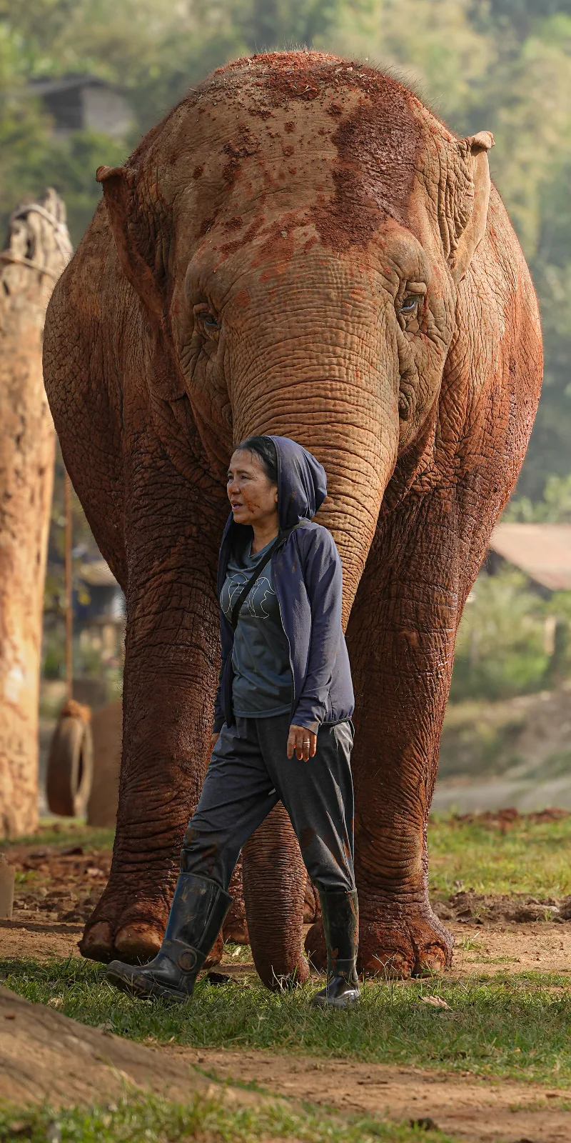 Elephant Nature Park