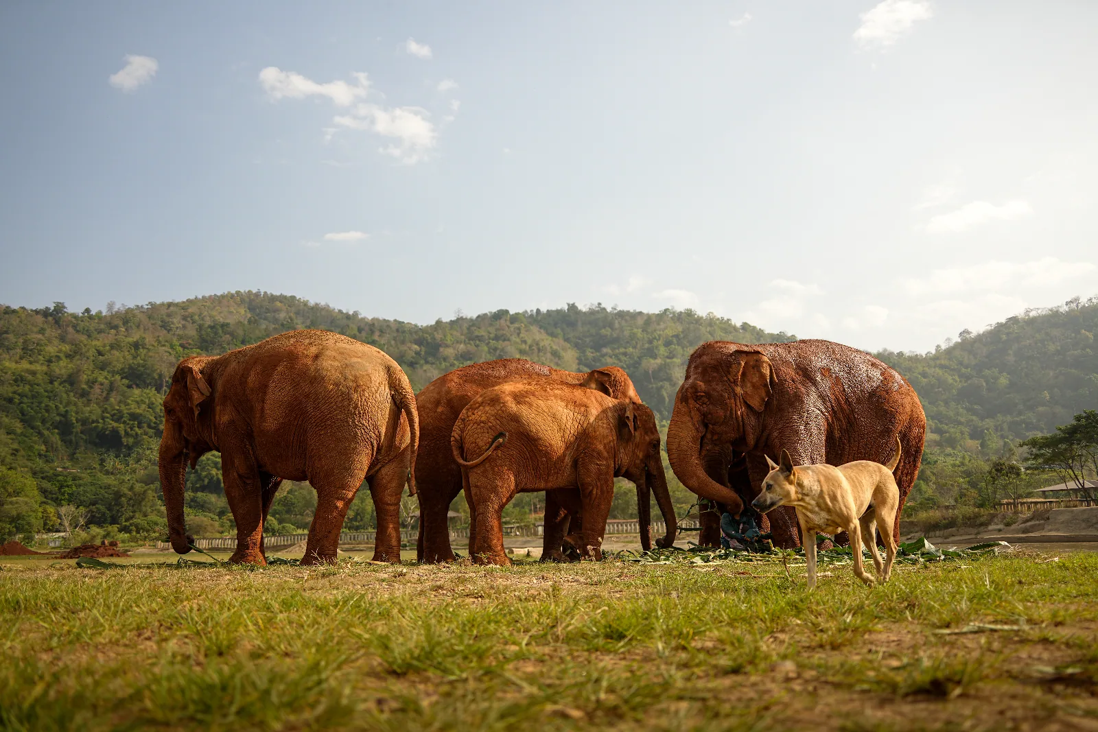 Elephant Nature Park