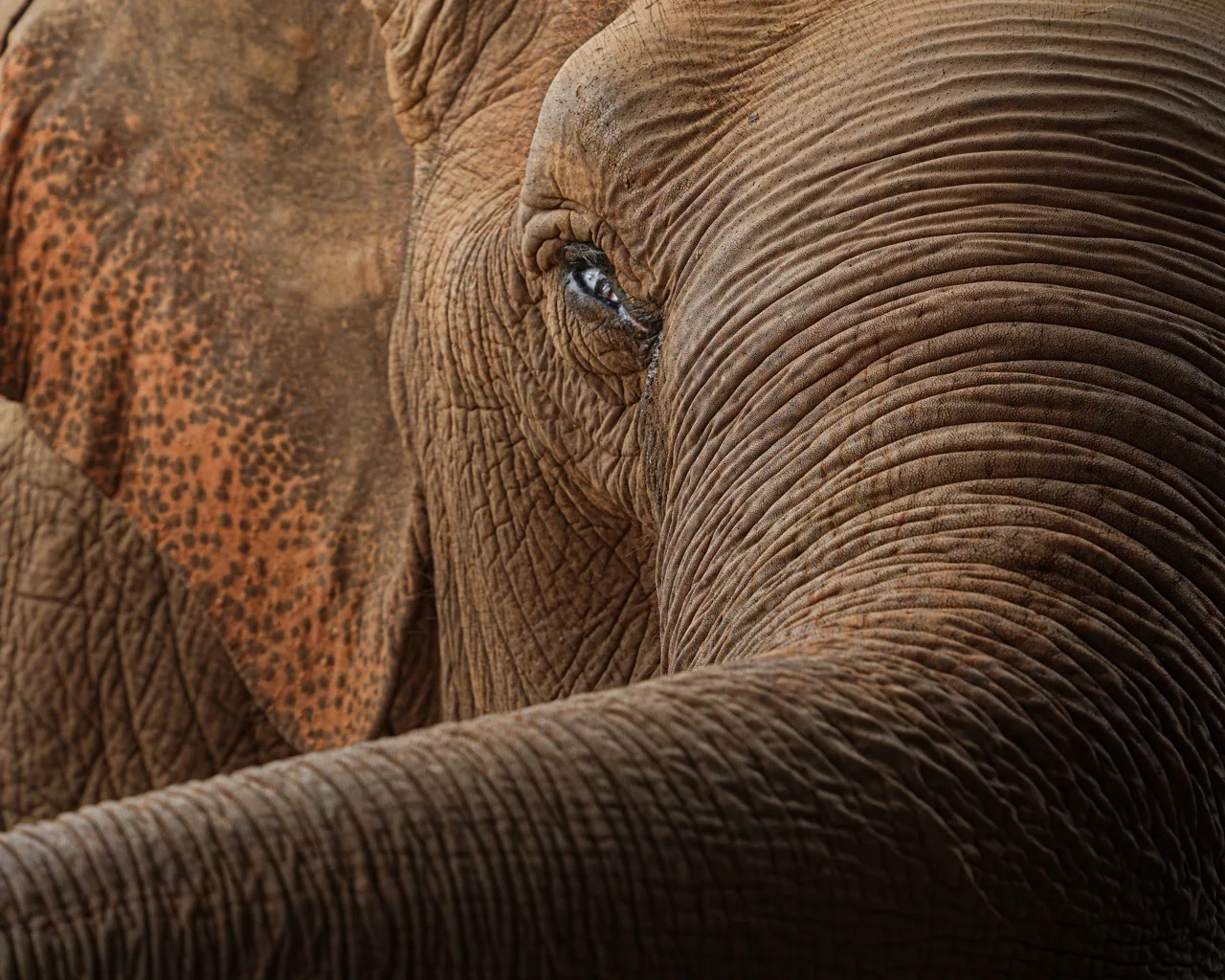 Elephant Nature Park