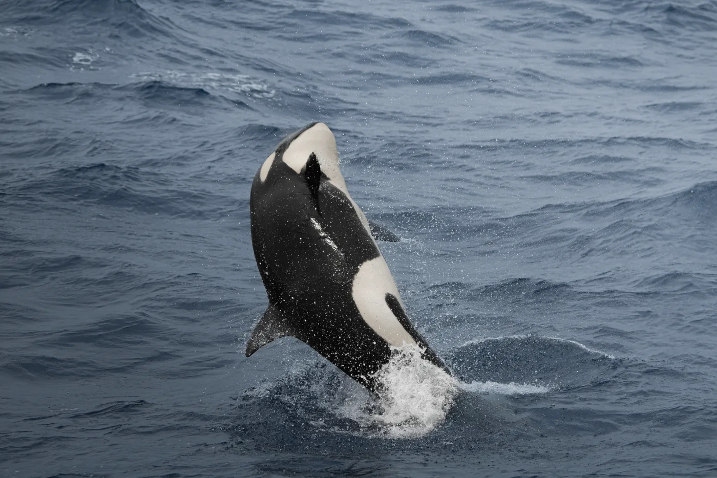 Whale Watch Western Australia/ Orcas