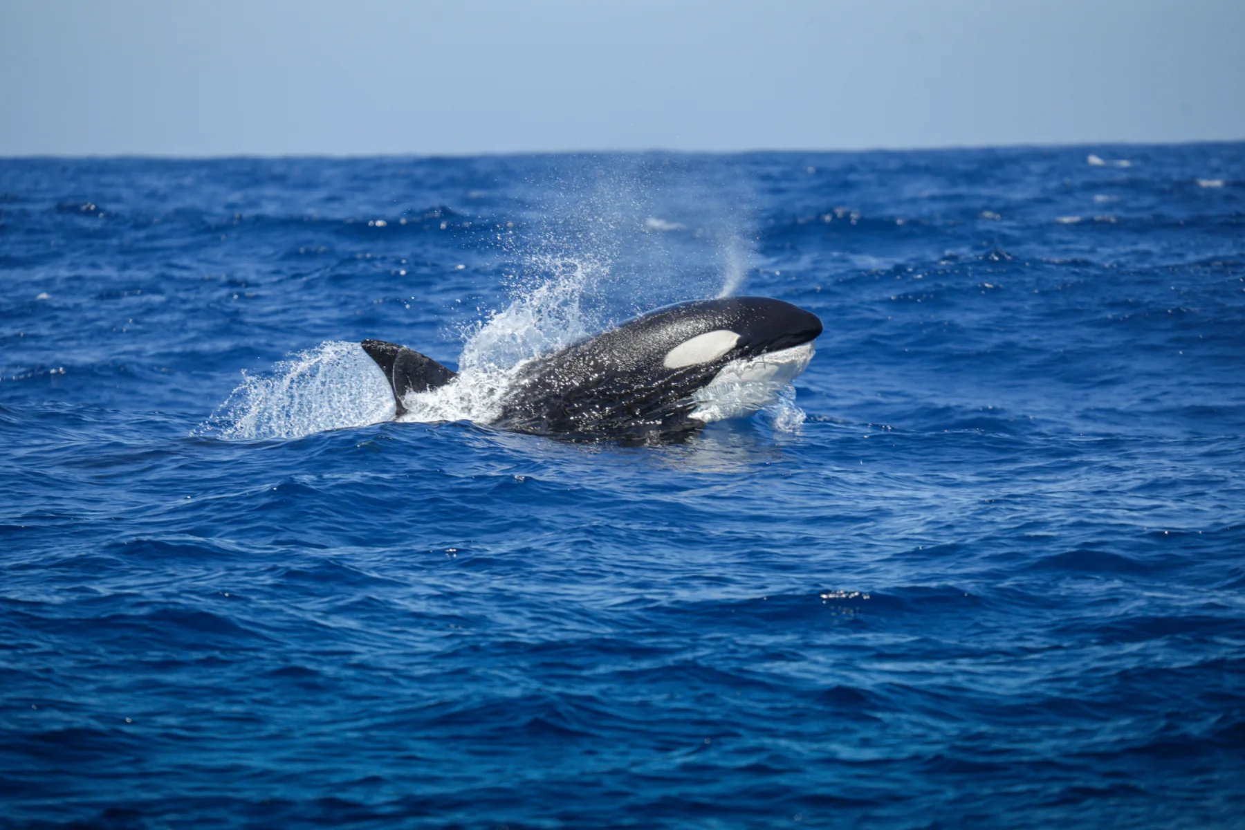 Whale Watch Western Australia/ Orcas