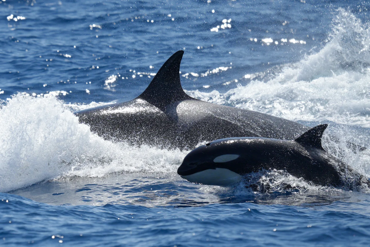 Whale Watch Western Australia/ Orcas