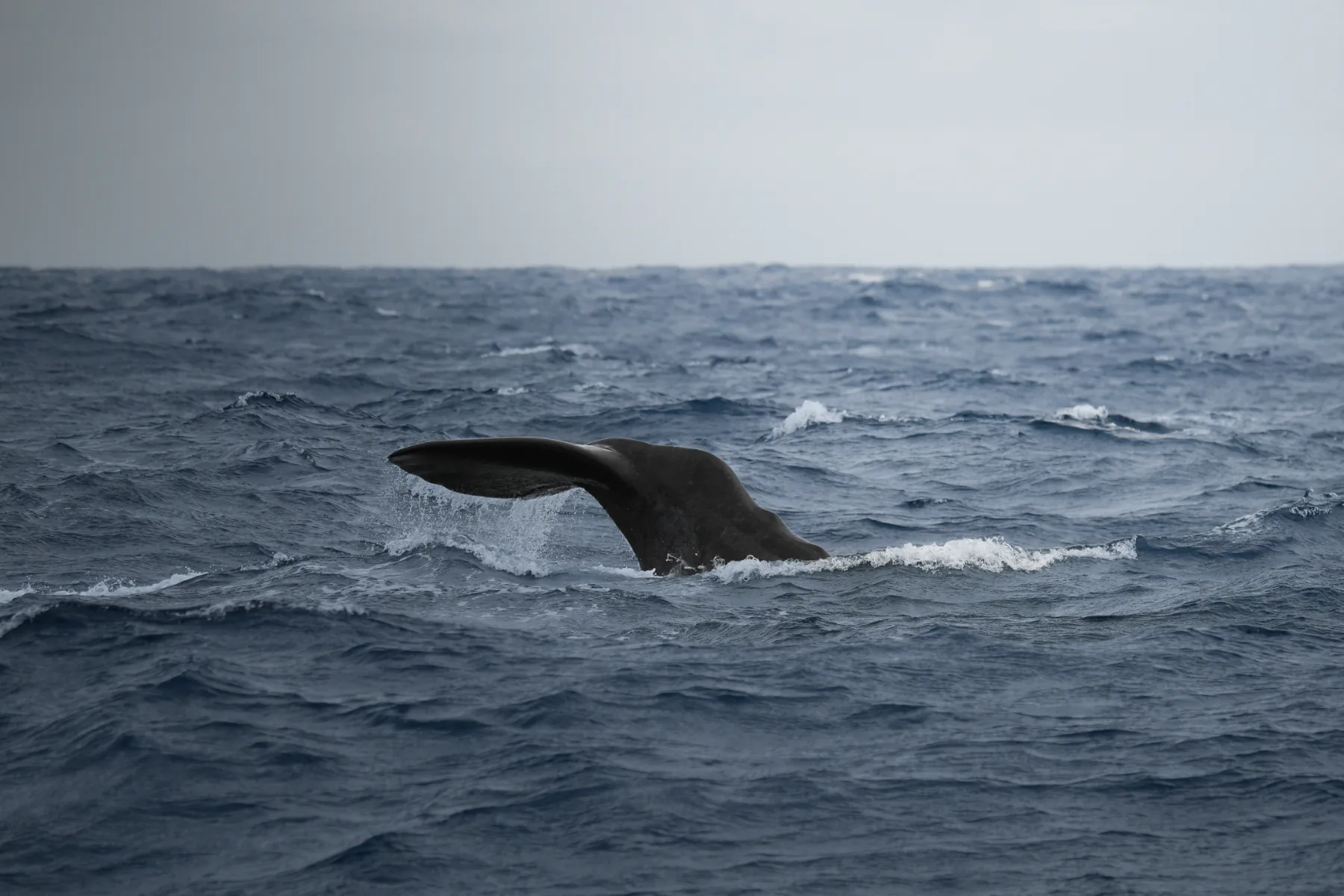 Whale Watch Western Australia/ Orcas