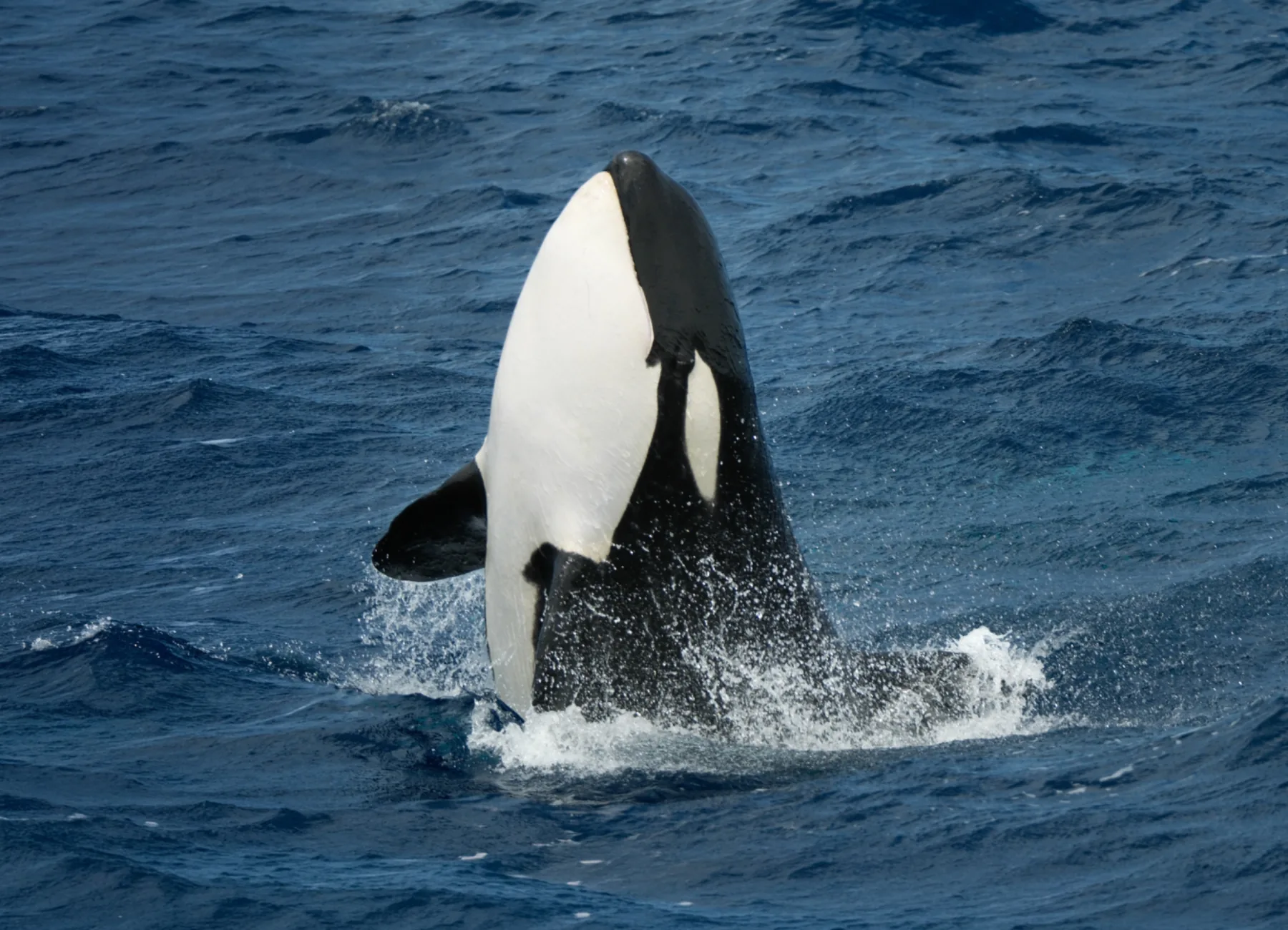Whale Watch Western Australia/ Orcas