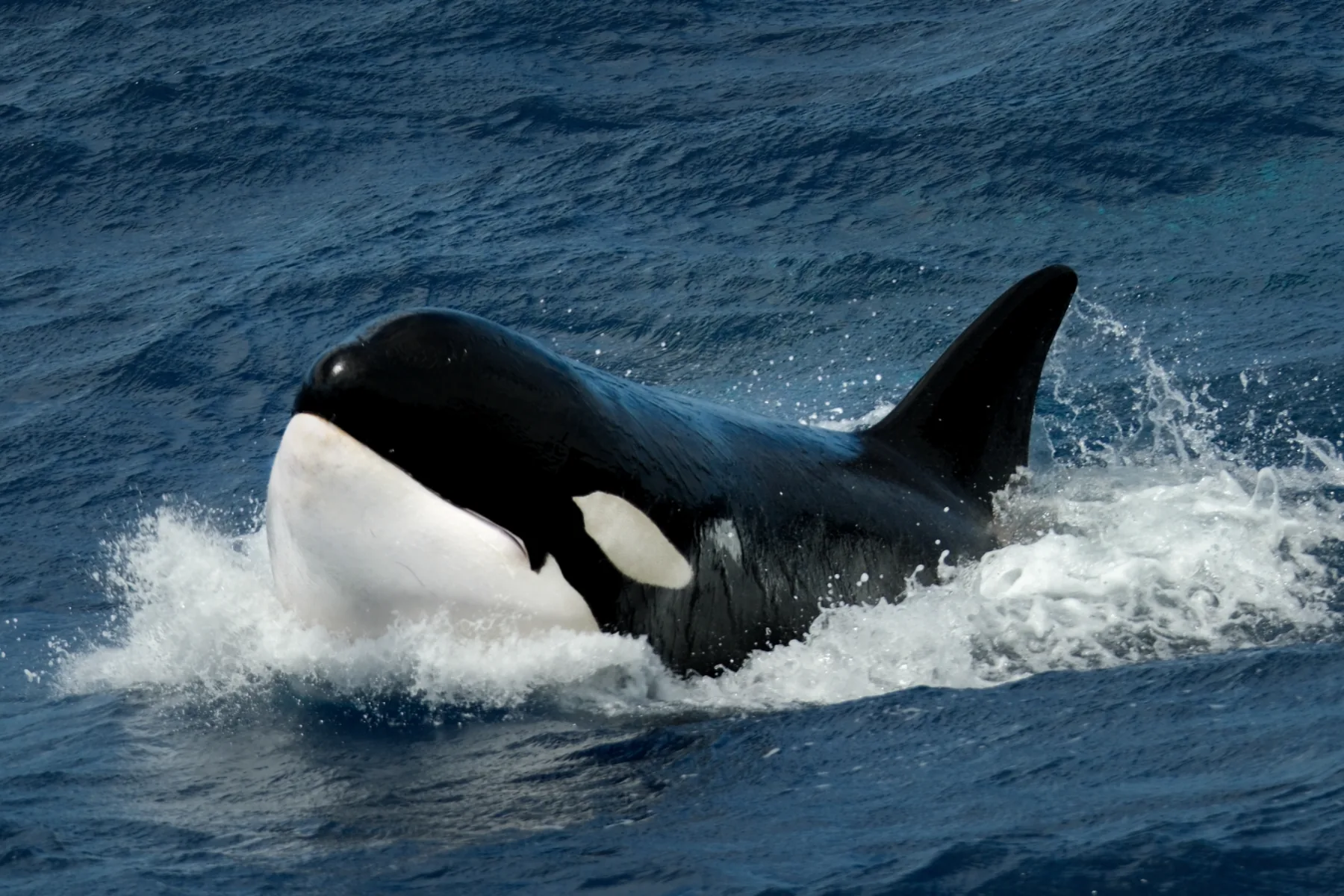 Whale Watch Western Australia/ Orcas