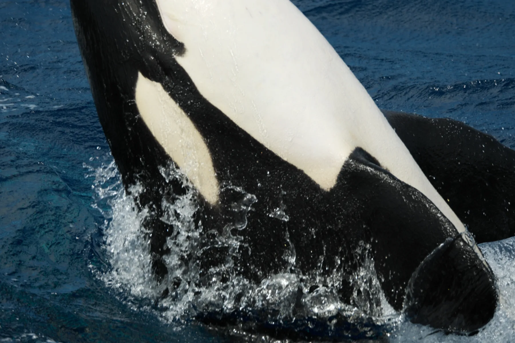 Whale Watch Western Australia/ Orcas