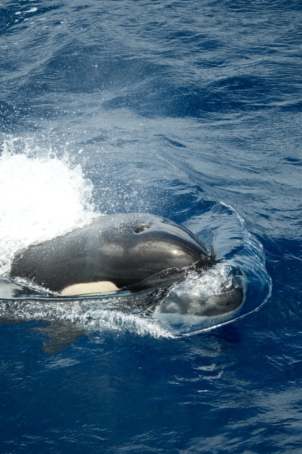 Whale Watch Western Australia/ Orcas