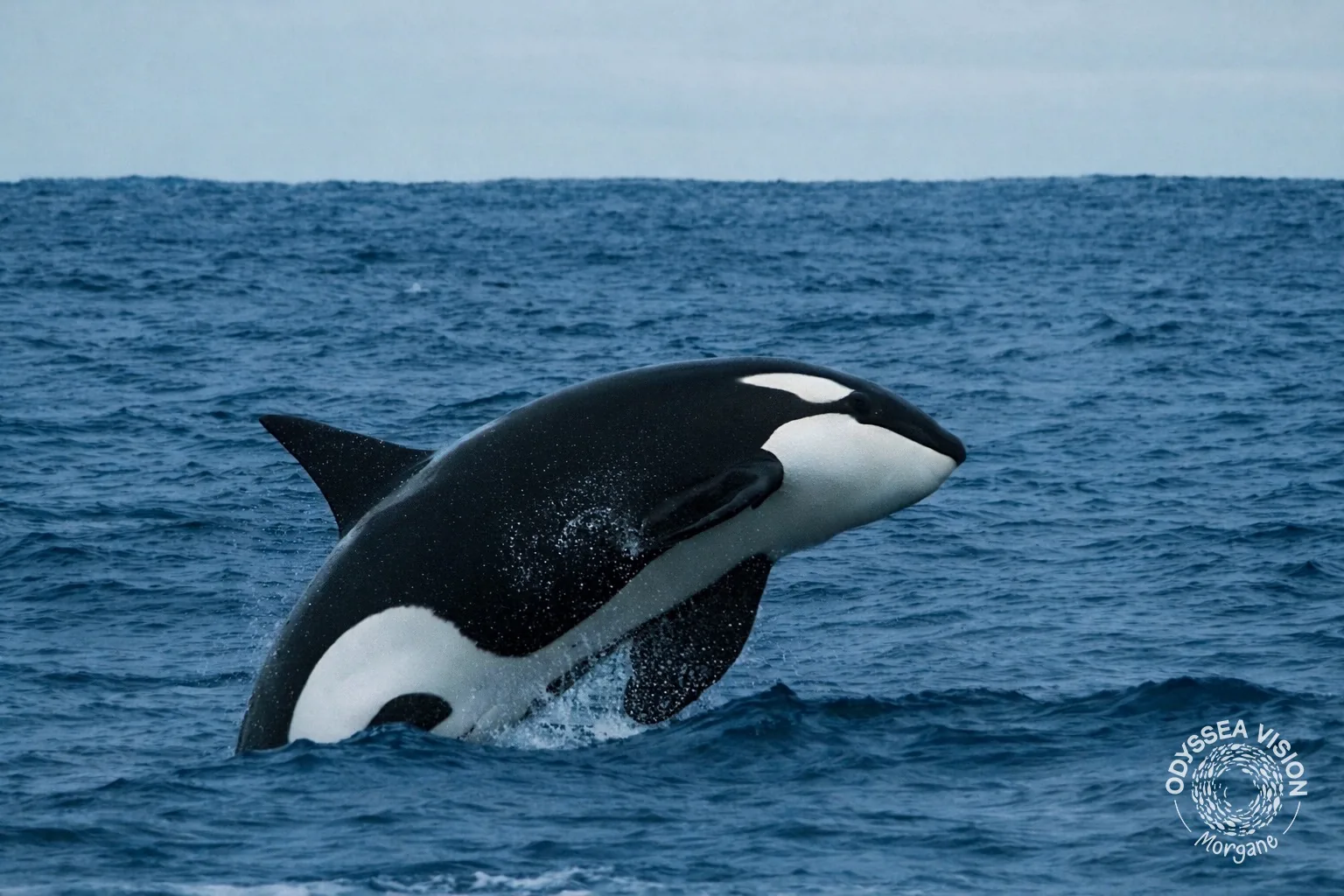 Whale Watch Western Australia/ Orcas