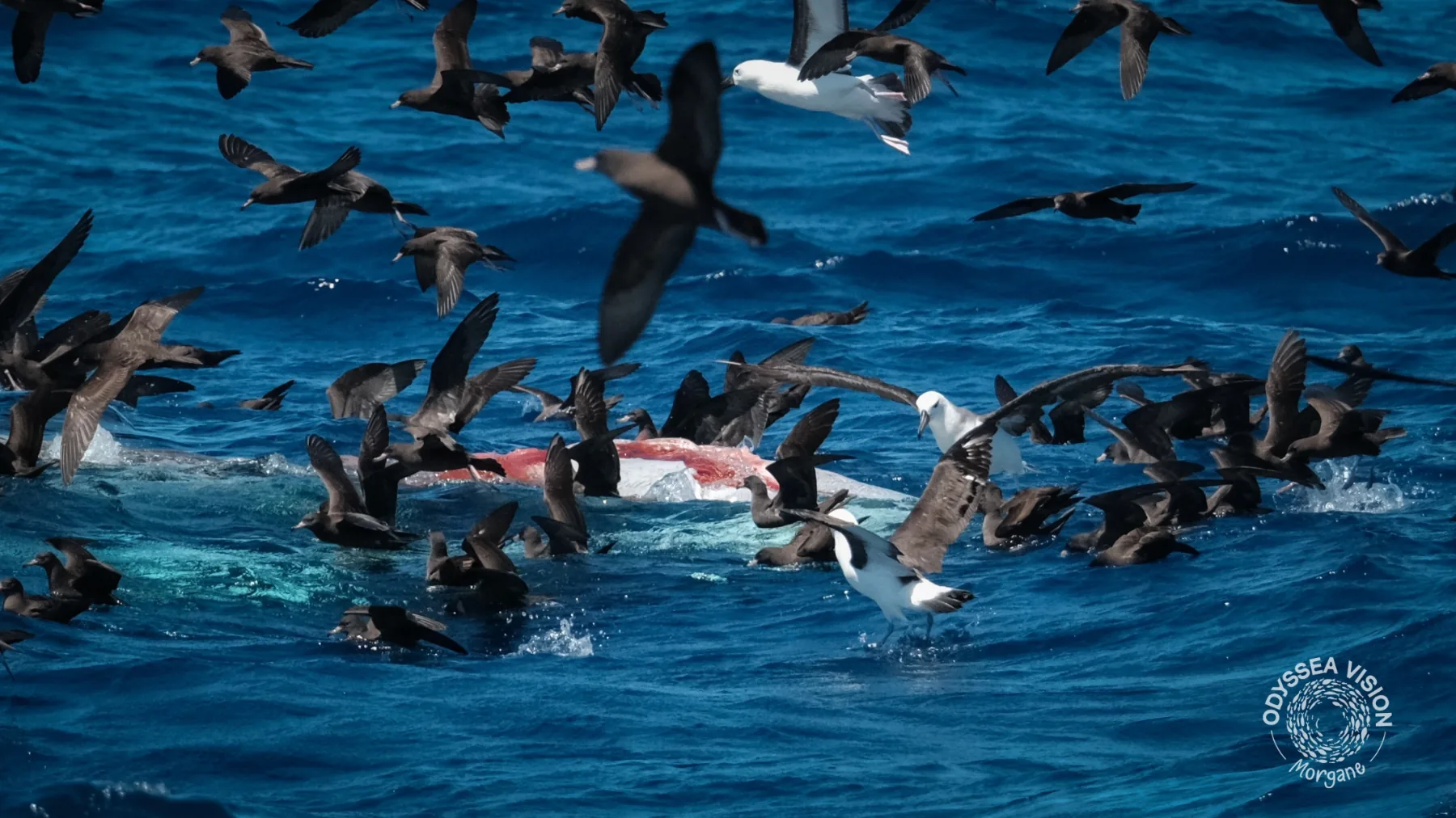 Whale Watch Western Australia/ Orcas