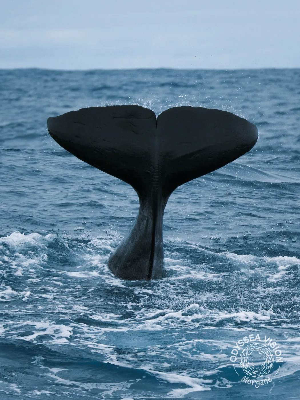 Whale Watch Western Australia/ Orcas