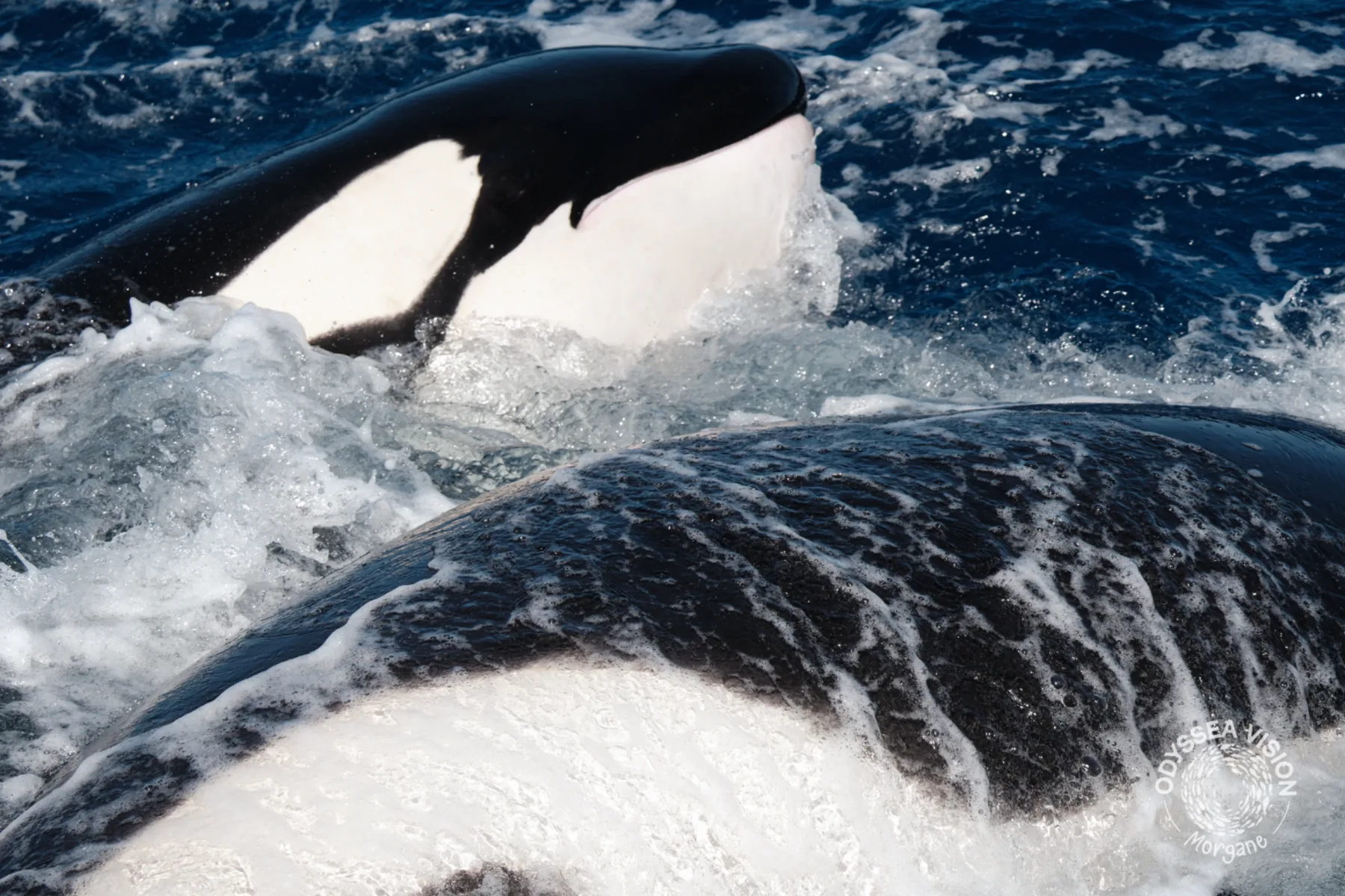 Whale Watch Western Australia/ Orcas