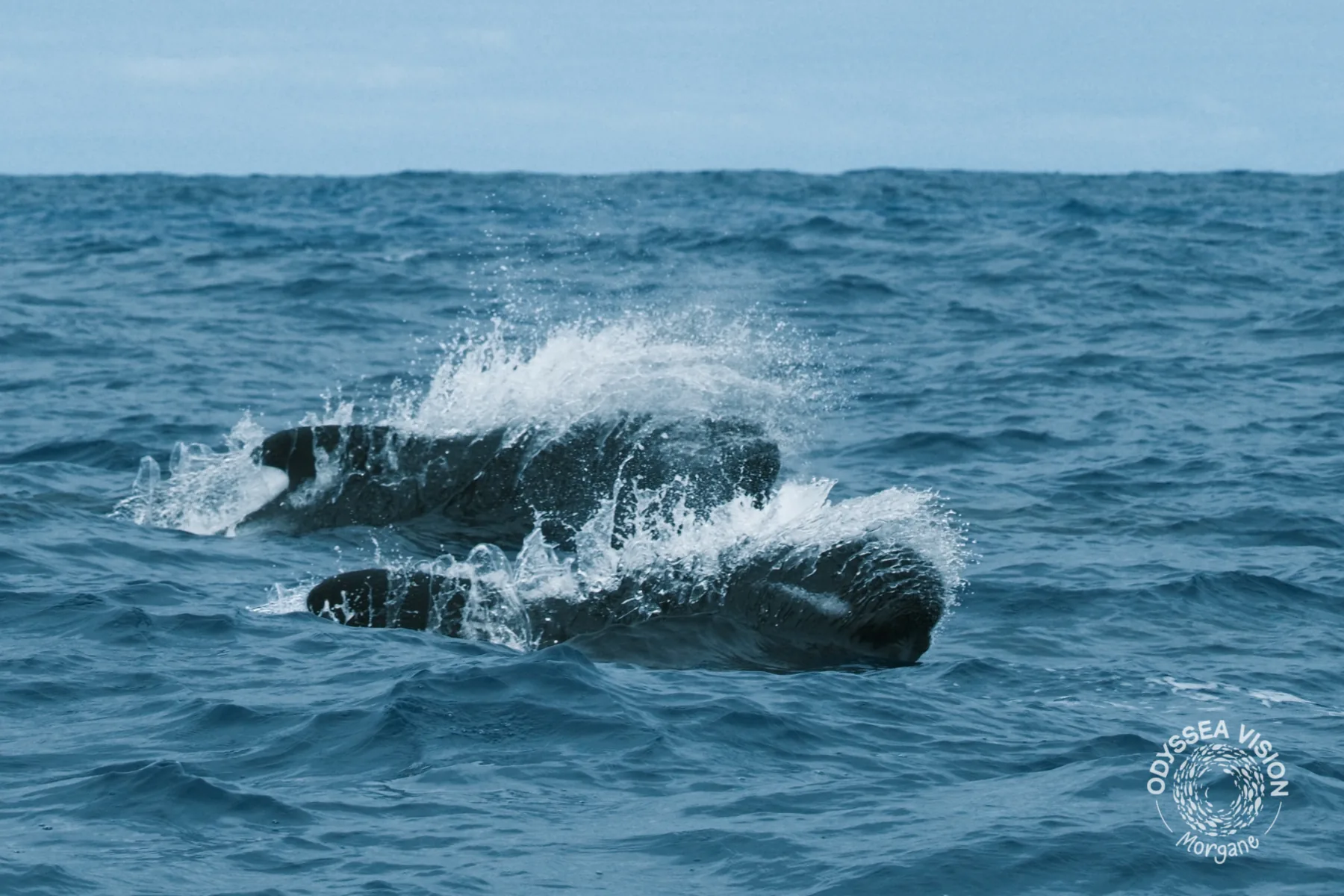 Whale Watch Western Australia/ Orcas