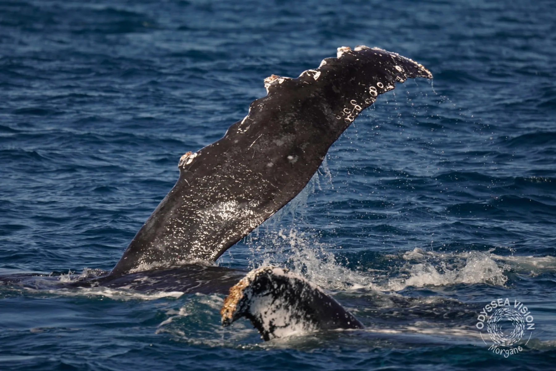Whale Watch Western Australia/ Whales