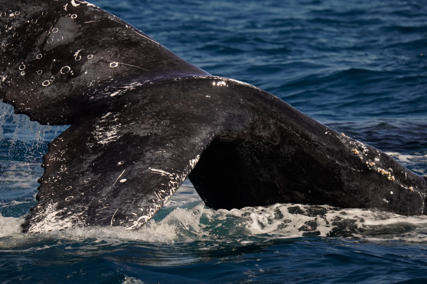 Whale Watch Western Australia/ Whales