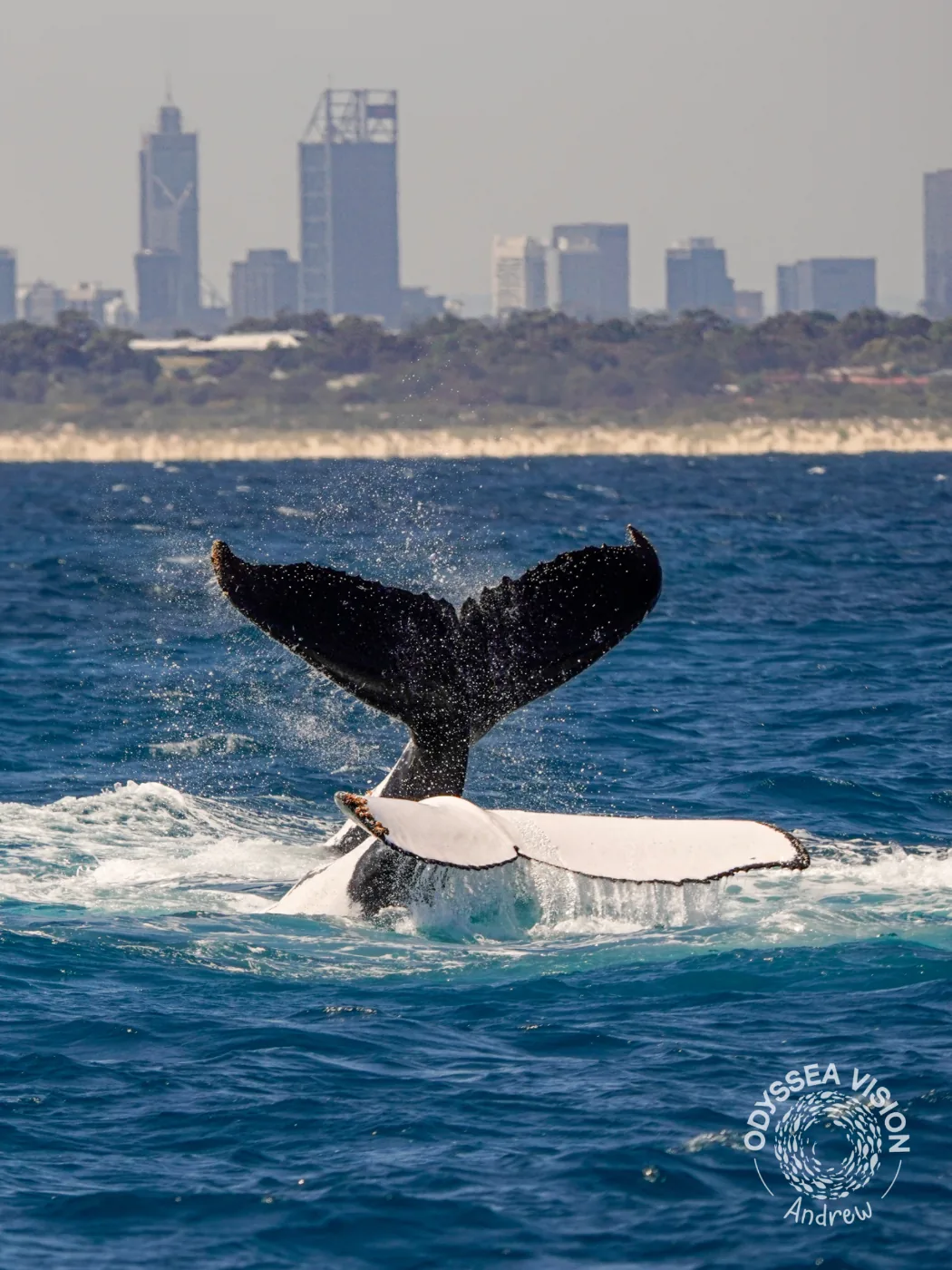Whale Watch Western Australia/ Whales