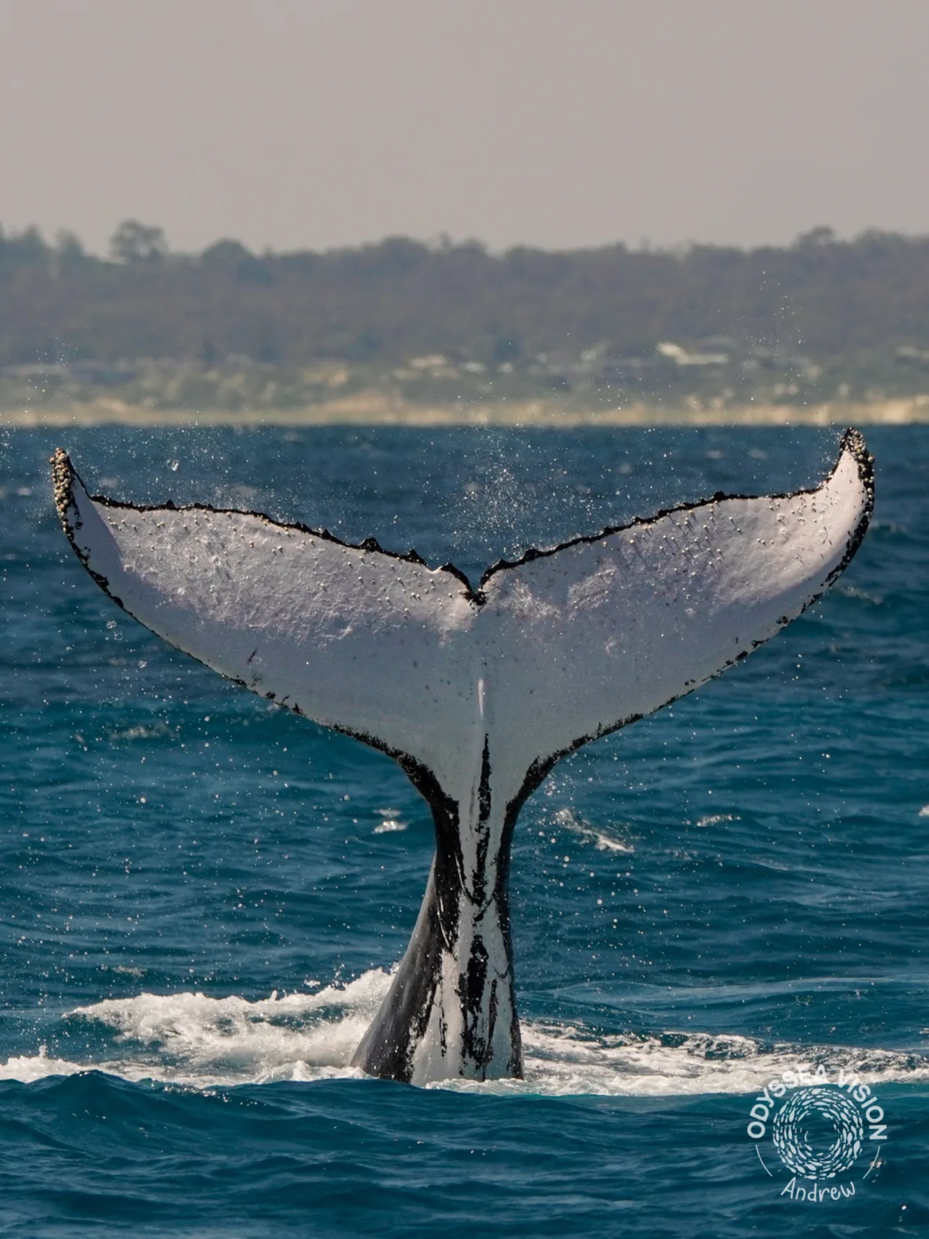 Whale Watch Western Australia/ Whales