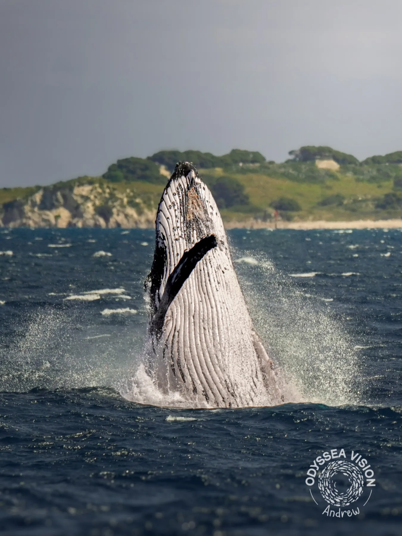 Whale Watch Western Australia/ Whales