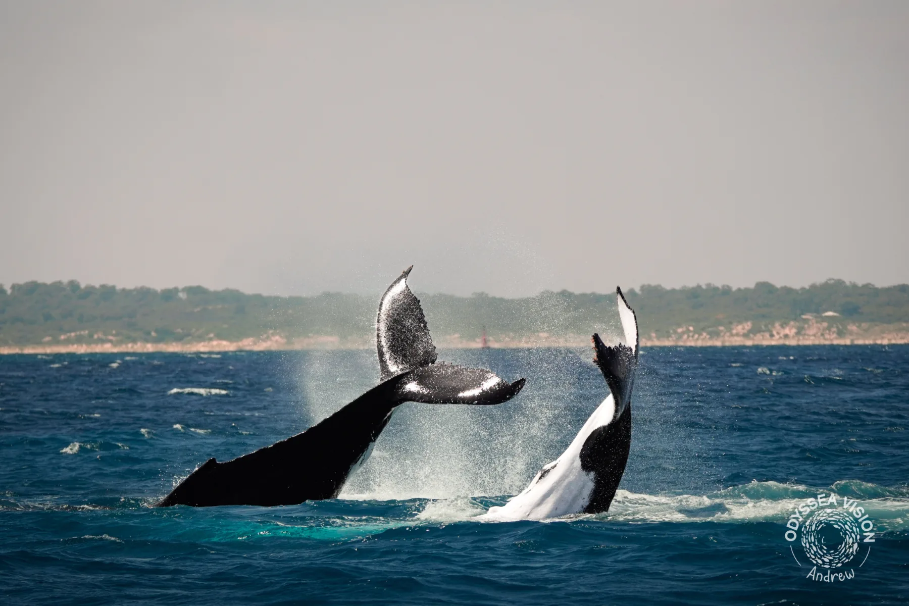 Whale Watch Western Australia/ Whales