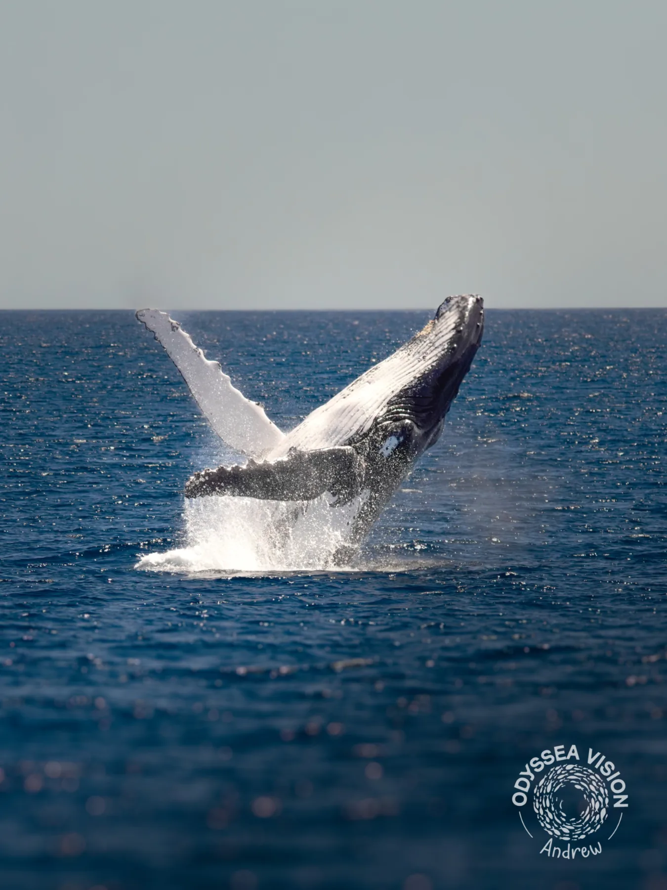 Whale Watch Western Australia/ Whales