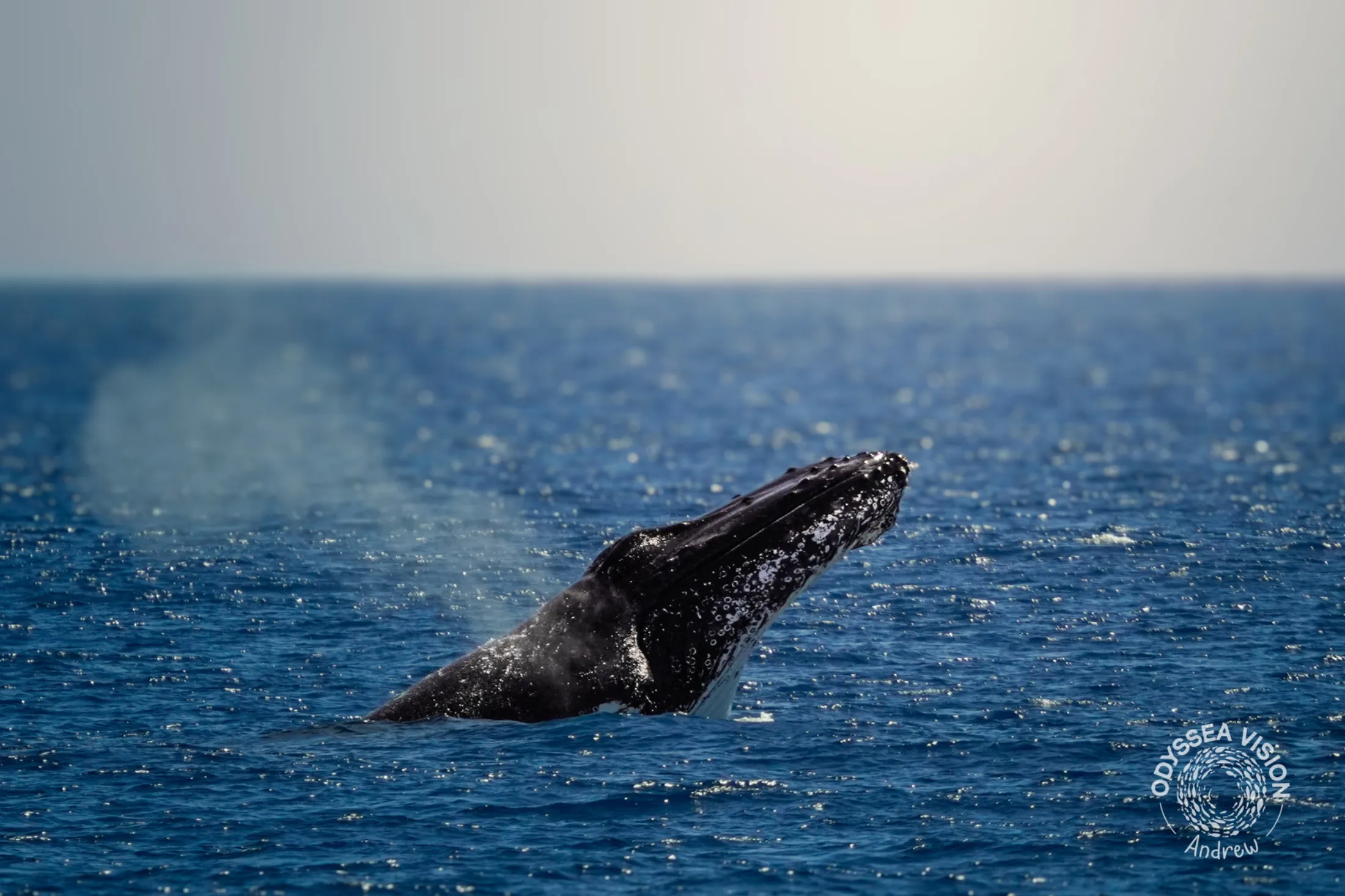 Whale Watch Western Australia/ Whales