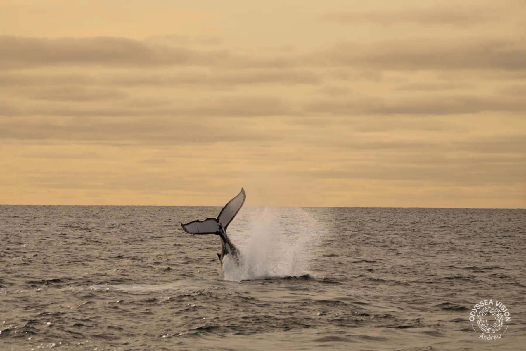 Whale Watch Western Australia/ Whales
