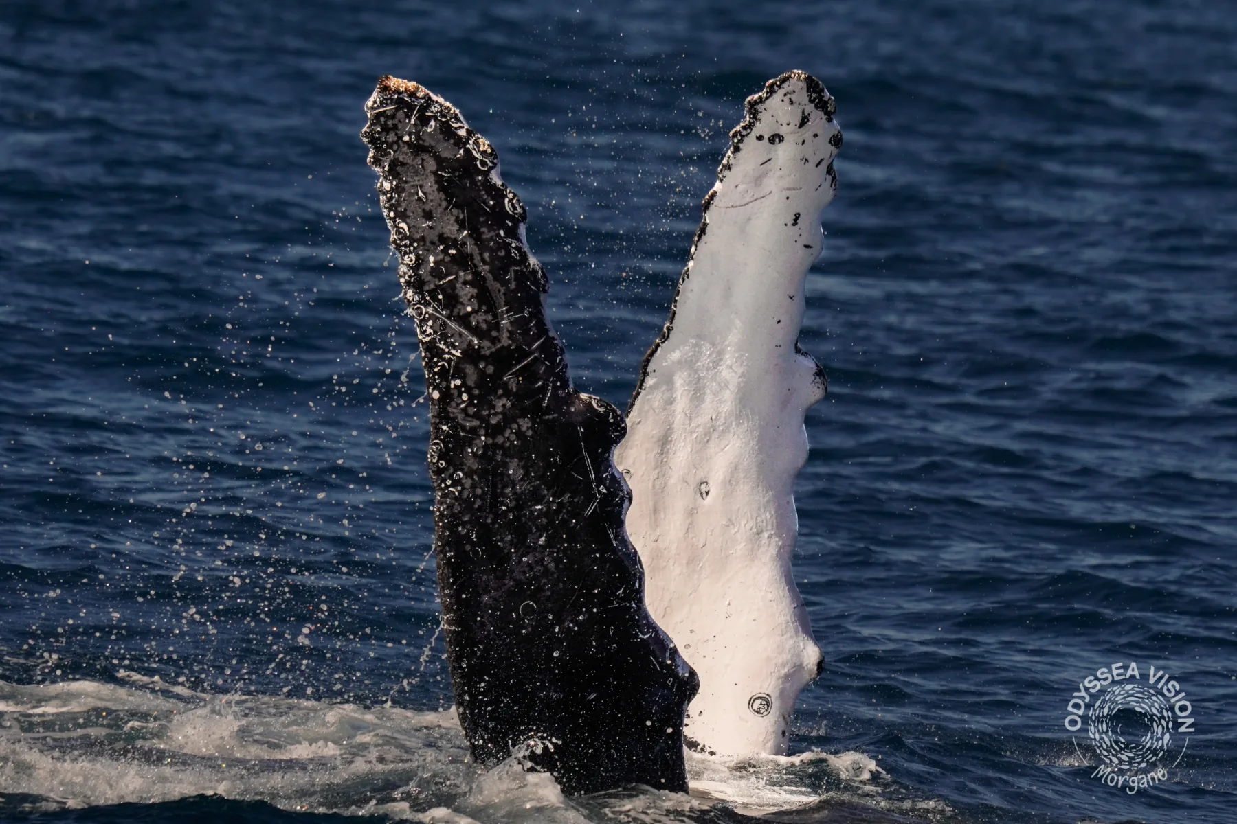 Whale Watch Western Australia/ Whales