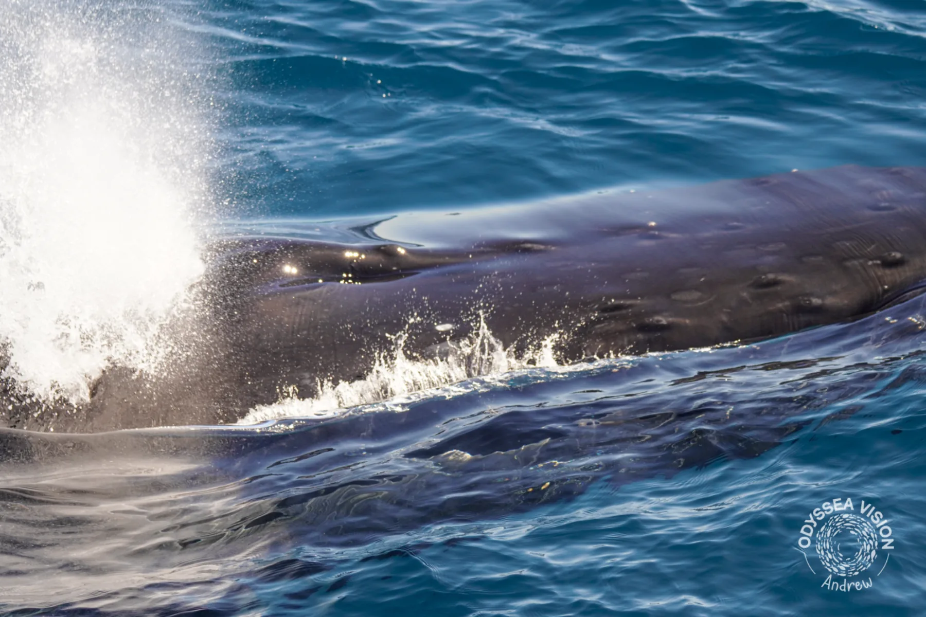 Whale Watch Western Australia/ Whales