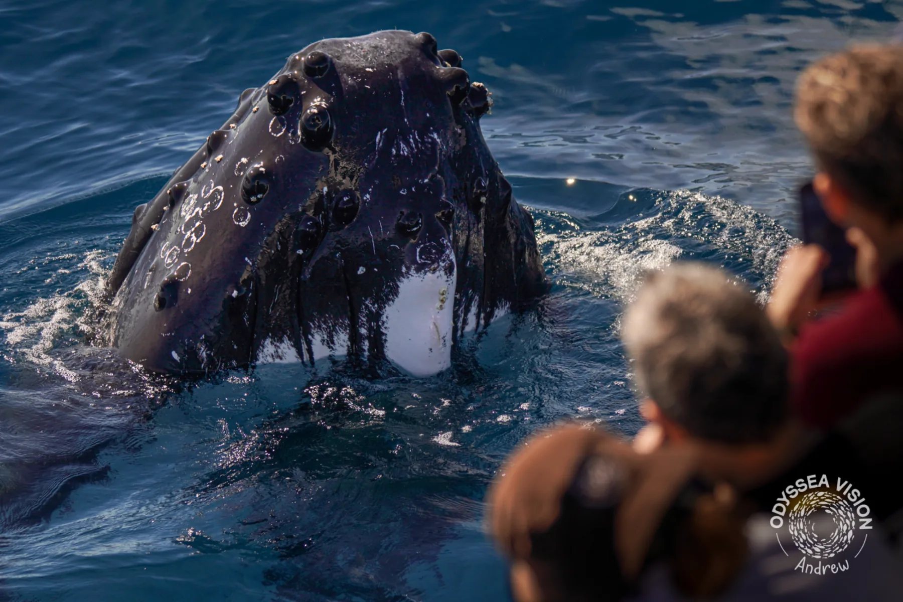 Whale Watch Western Australia/ Whales