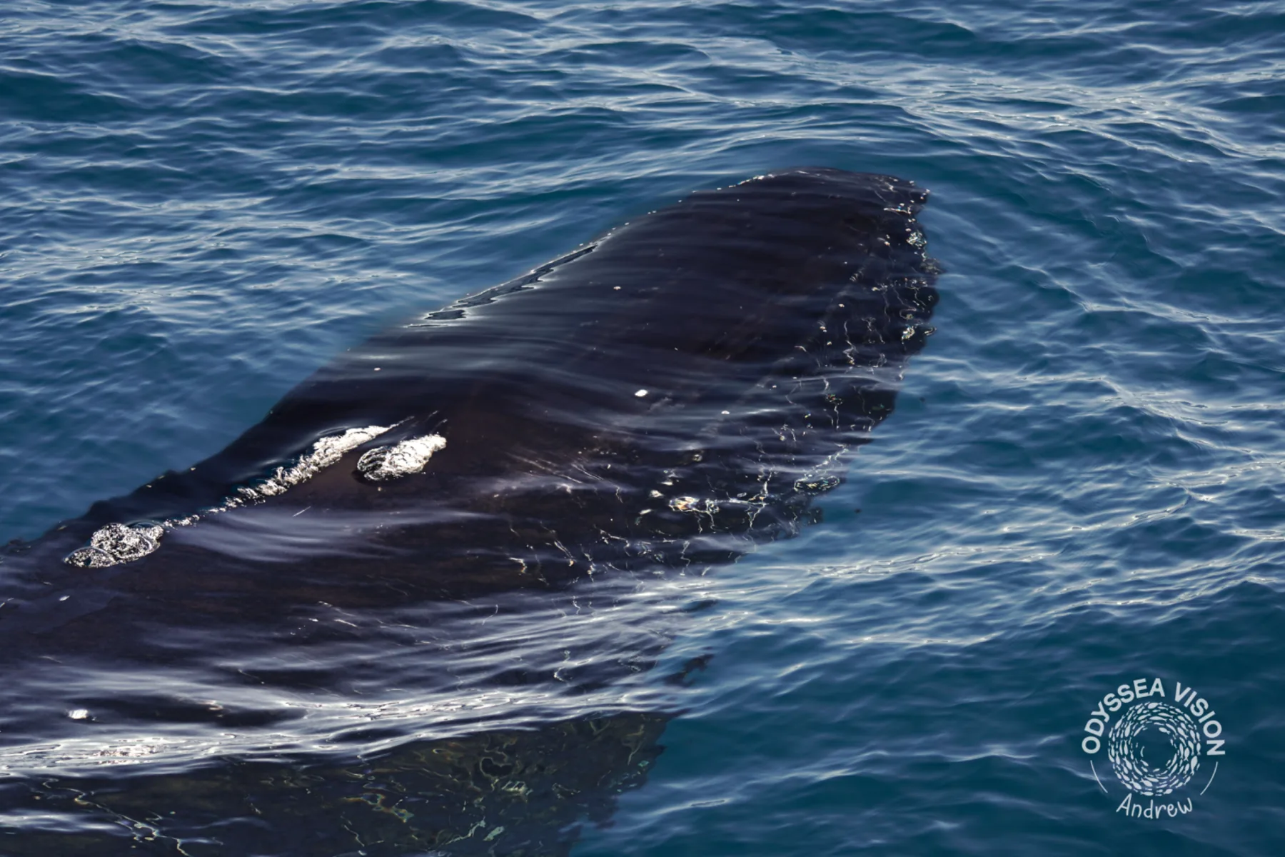 Whale Watch Western Australia/ Whales