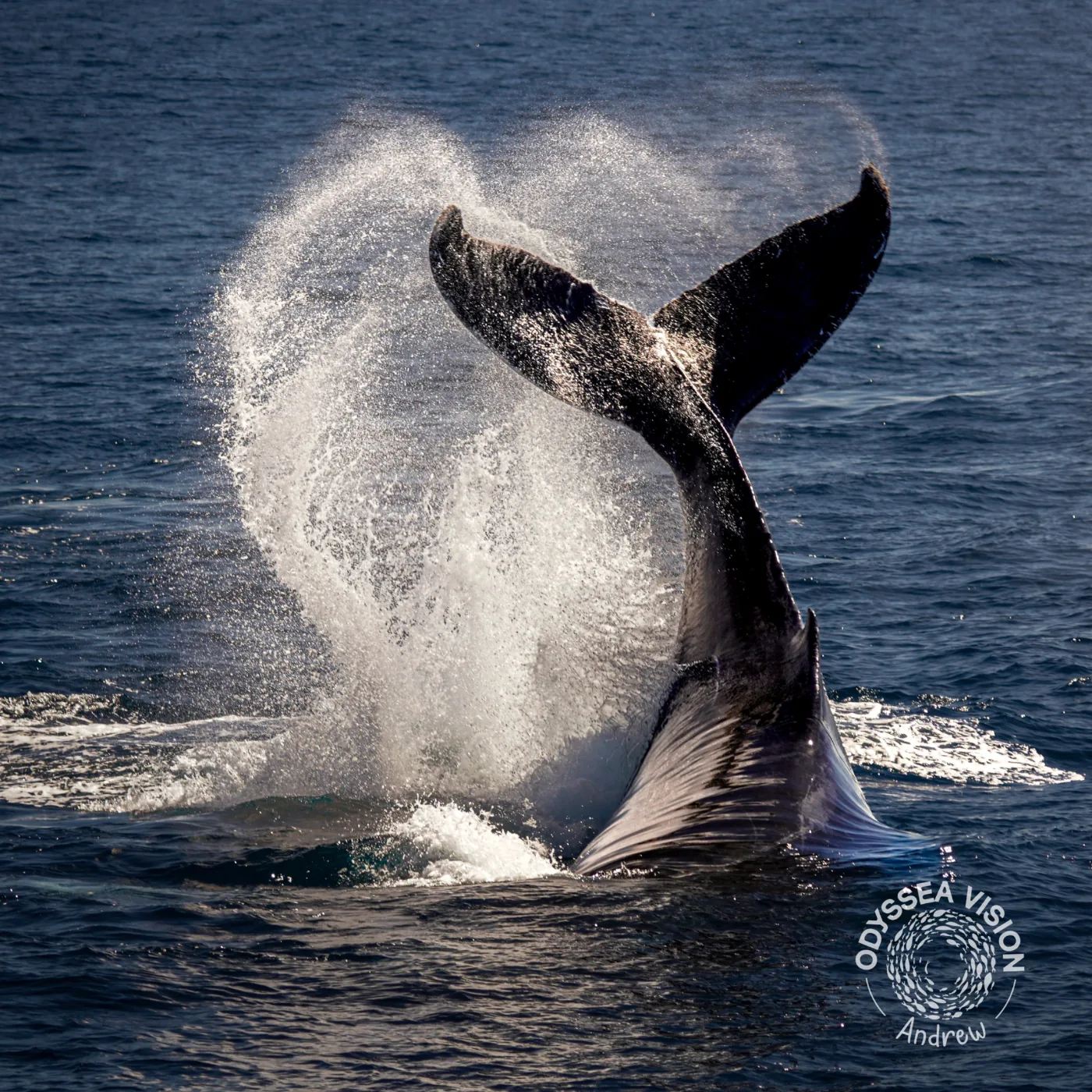 Whale Watch Western Australia/ Whales