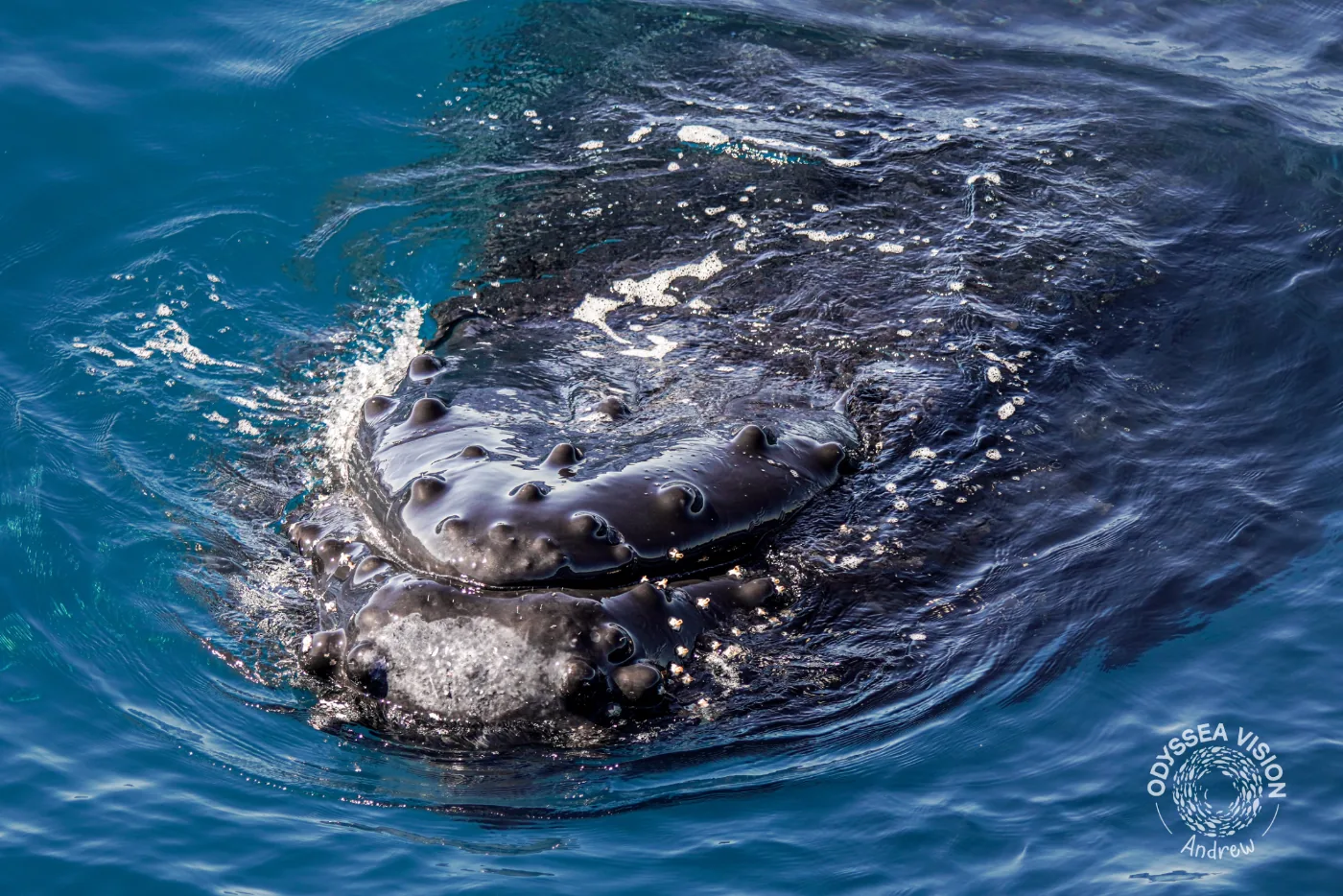 Whale Watch Western Australia/ Whales