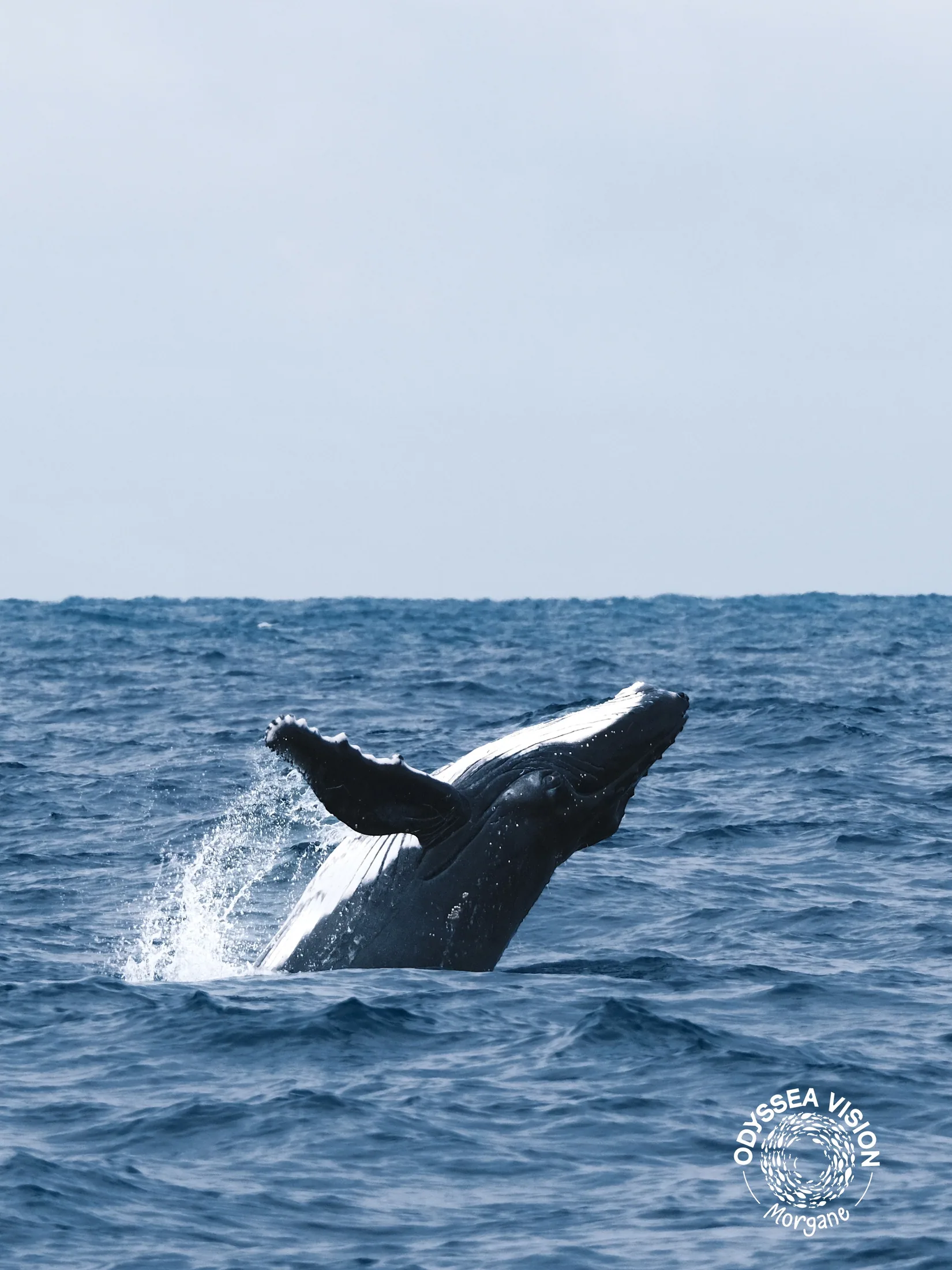 Whale Watch Western Australia/ Whales