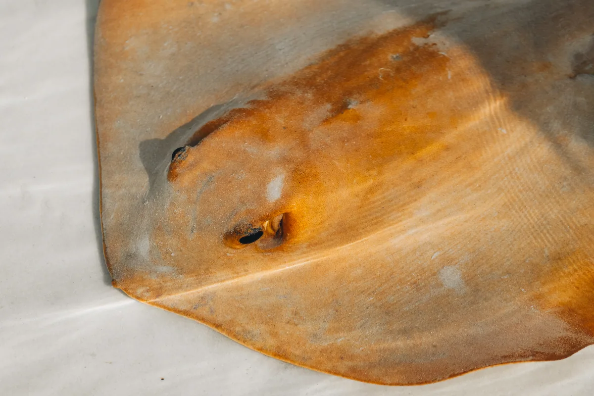 IMG 0639