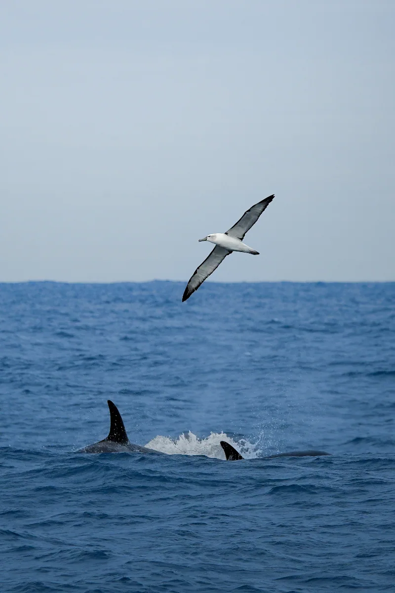 Albatross