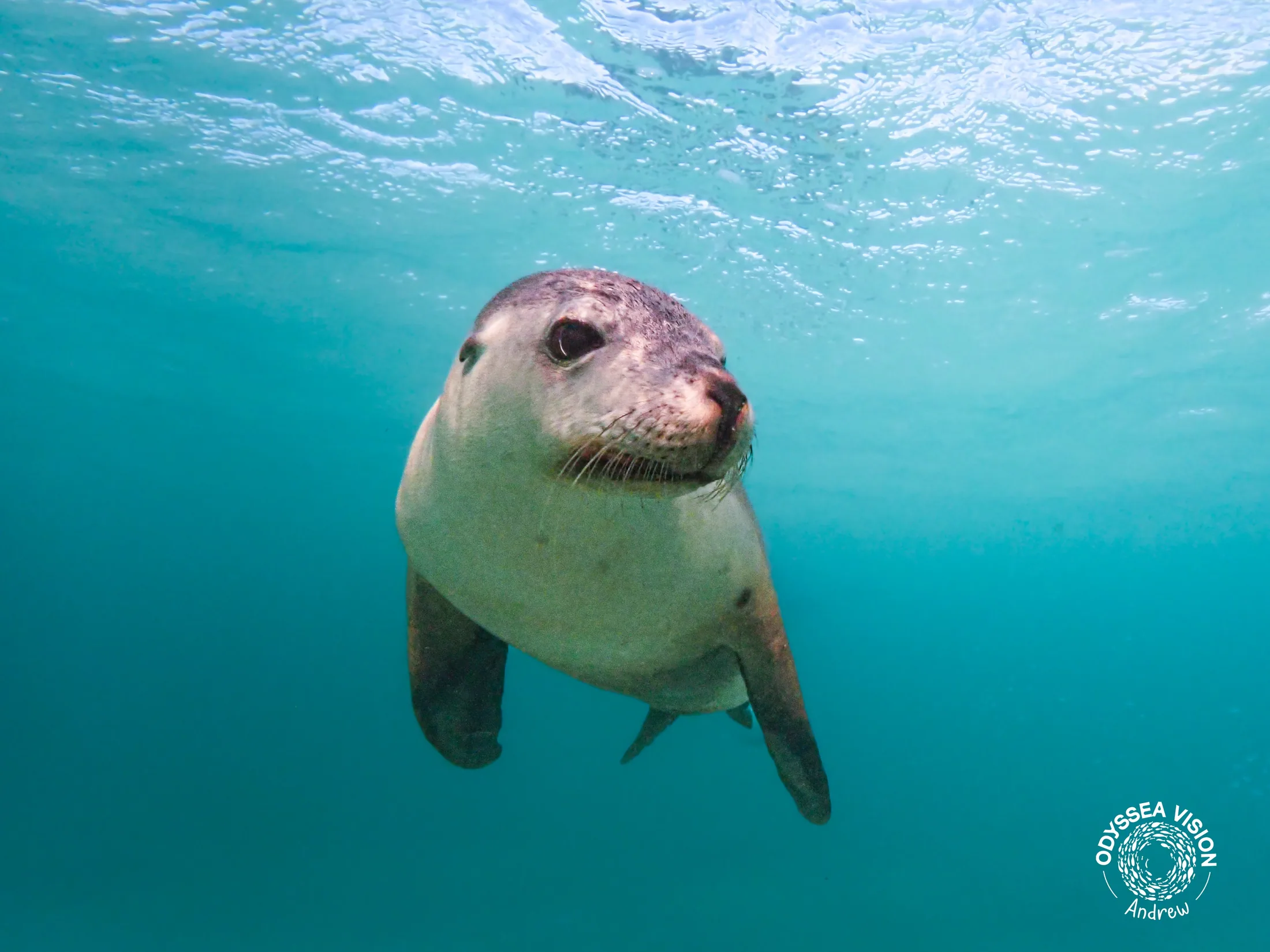Australian Sea Lion
