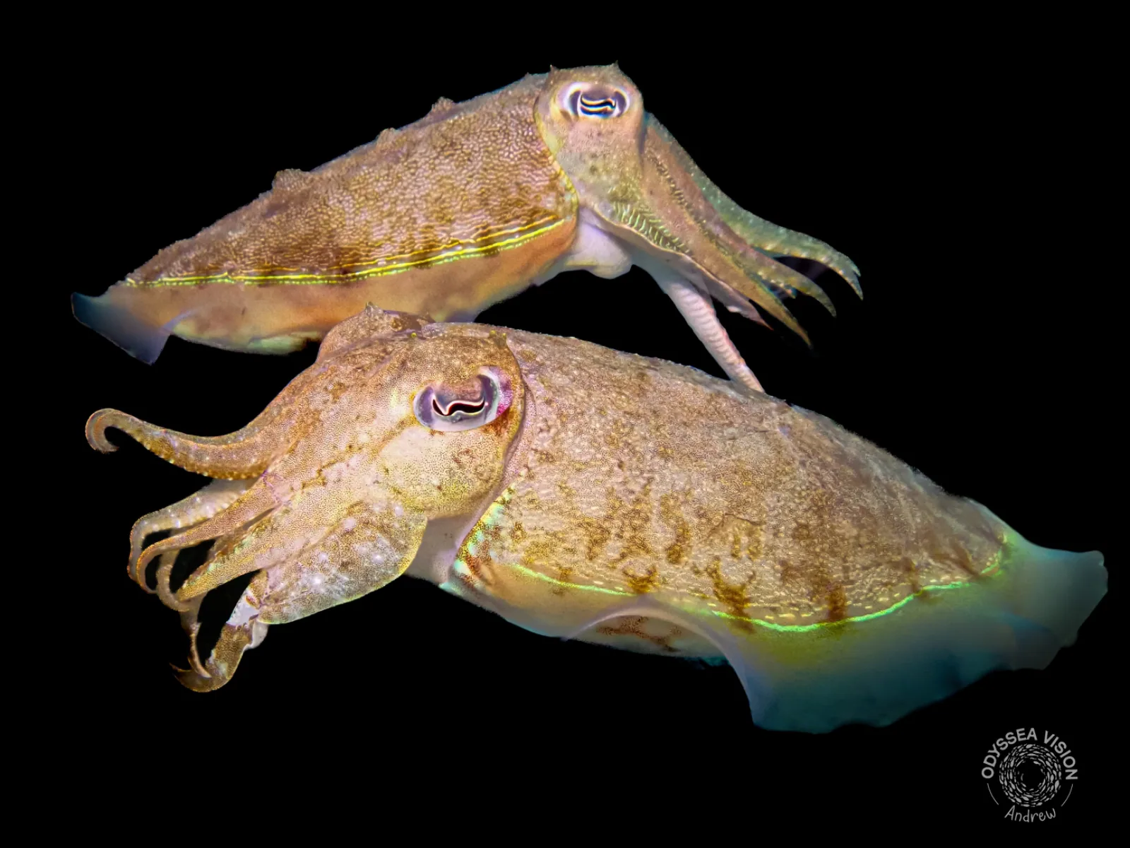 Cuttlefish