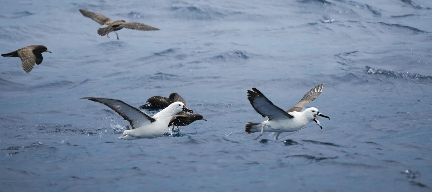 Wandering Albatross