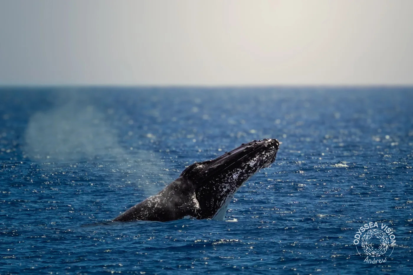 Humpback whale
