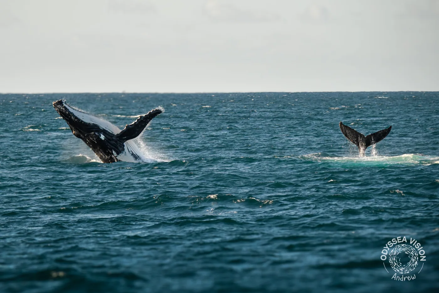 Humpback Whale