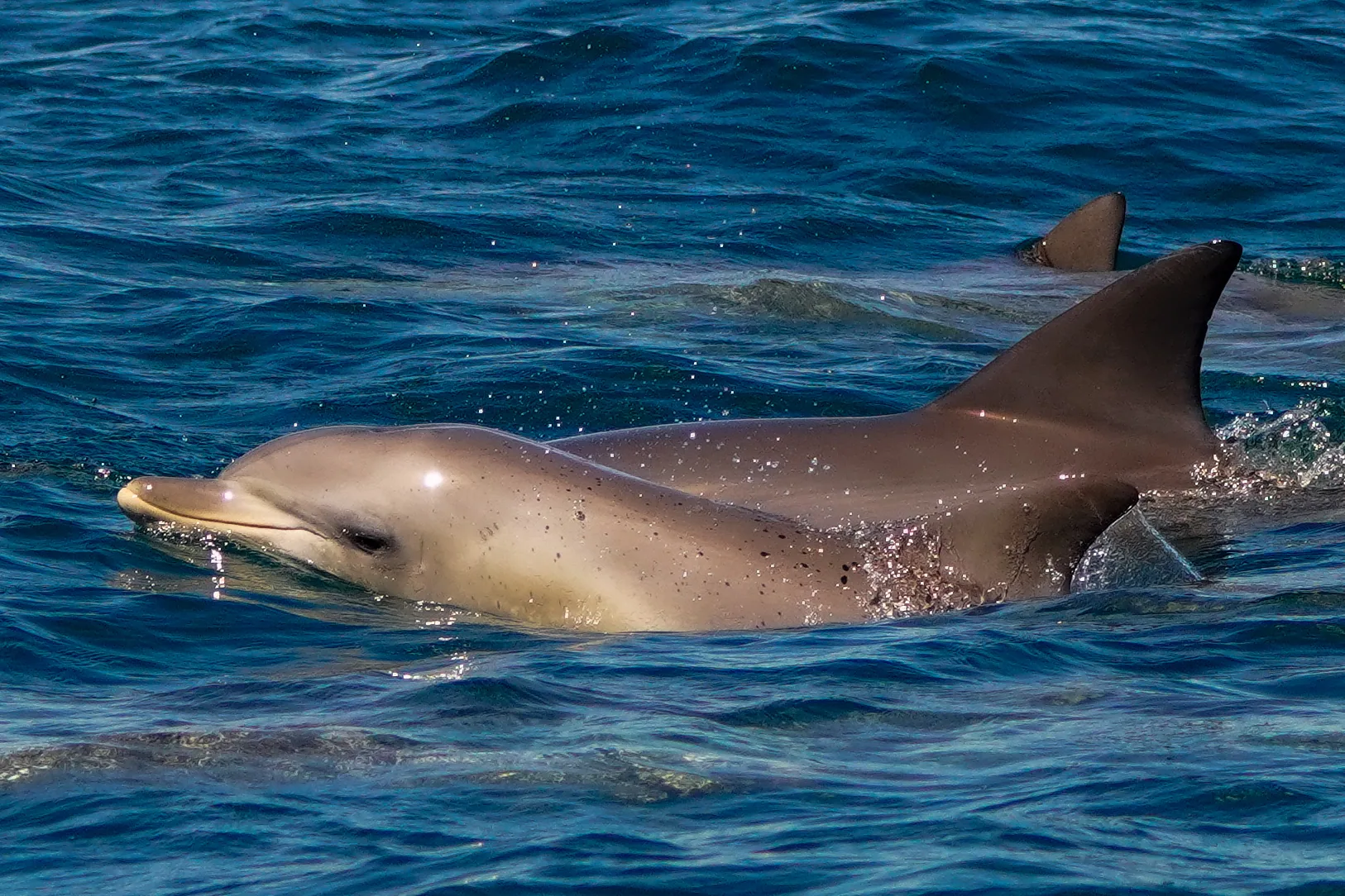Bottlenose Dolphins