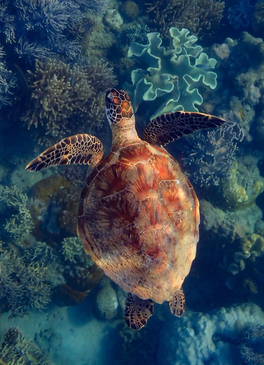 Green Turtle