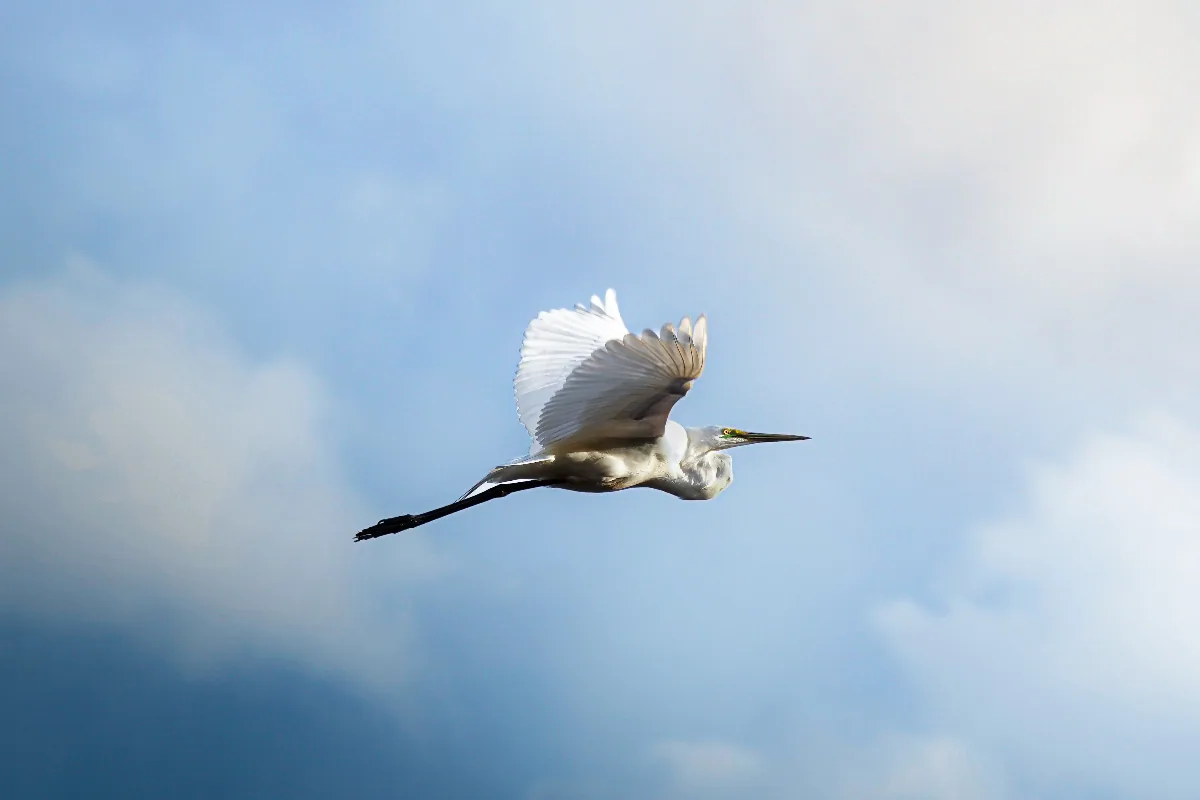 Eastern Great Egret