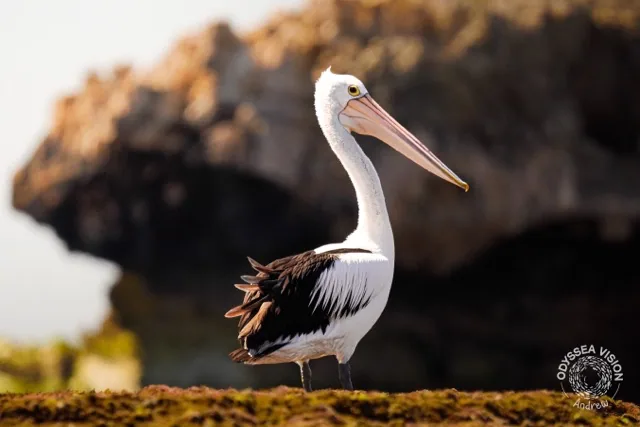 Australian Pelican