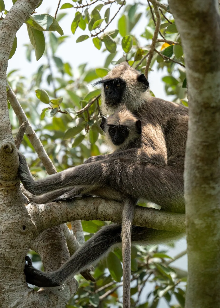 Tufted Gray Langur